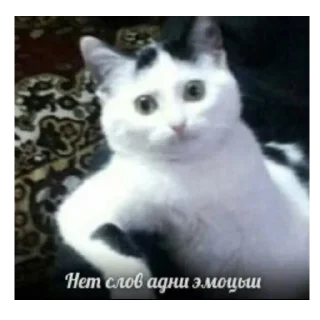 Стикер 🐁❤️ - 0