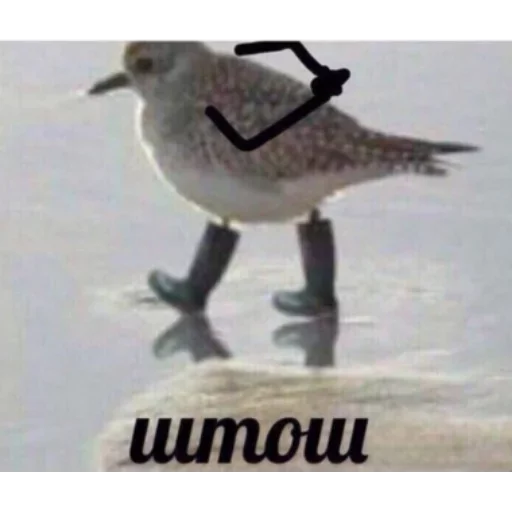 водная птица птица животное