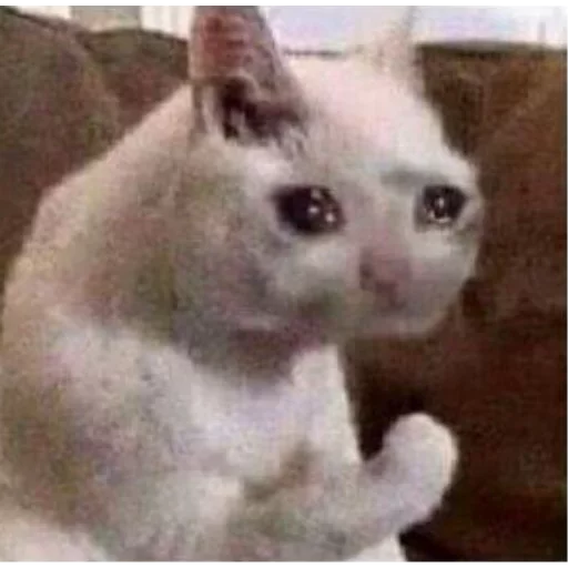 животное млекопитающее кошка