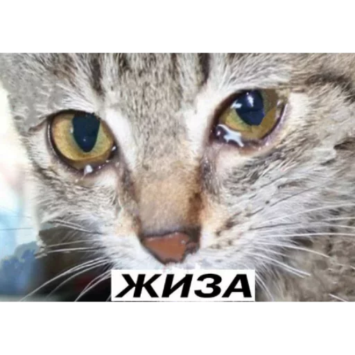 животное млекопитающее кошка