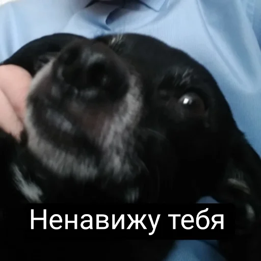 Sticker Фотомем пак - 5