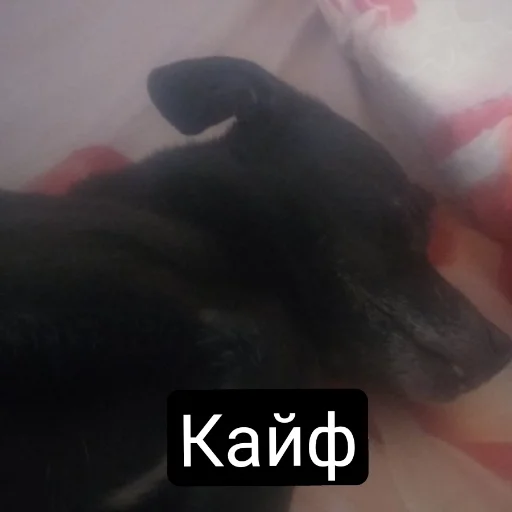 Sticker Фотомем пак - 4