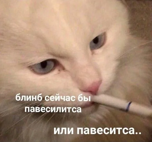 животное кошки малого и среднего размера зубная щётка