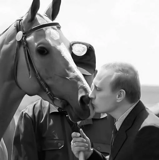 Человек кобыла жеребец