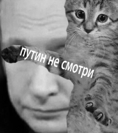 животное млекопитающее кошка