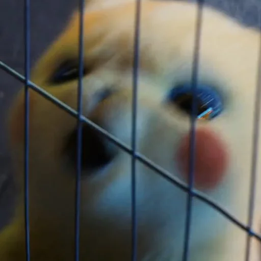 cage animal shelter pet supply