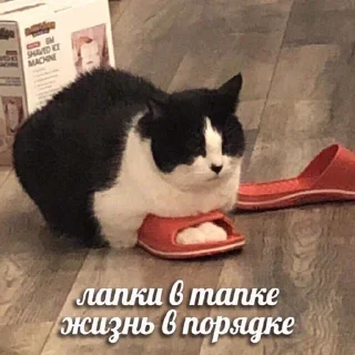 Стикер девочки как дела девочки - 11