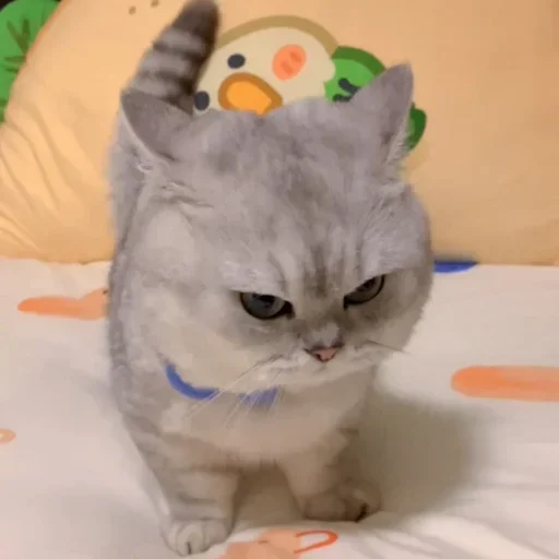 Стикер Devonnewcatpack - 1