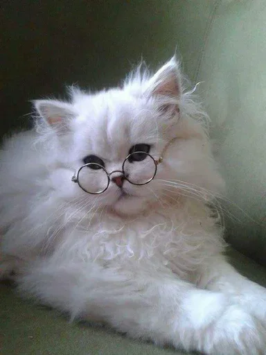 Sticker Devonnewcatpack - 1