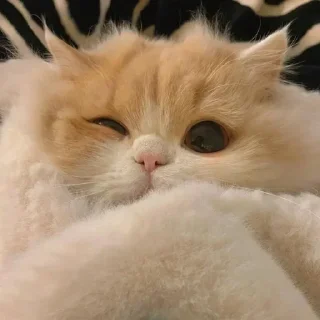 Sticker Devon's Pack. - 11