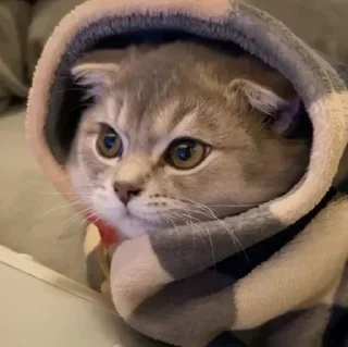 Sticker Devon's Pack. - 2