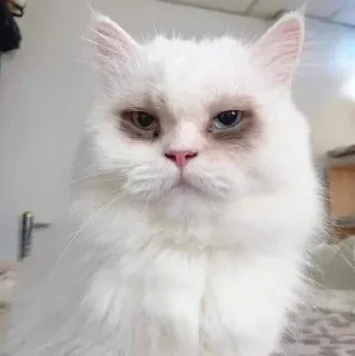 Sticker Devon's Pack. - 4