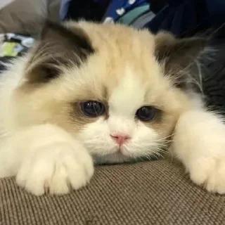 Sticker Devon's Pack. - 10