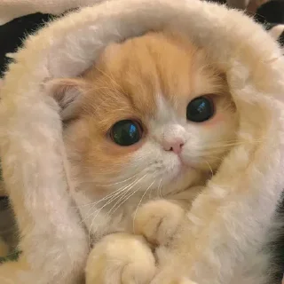 Sticker Devon's Pack. - 9