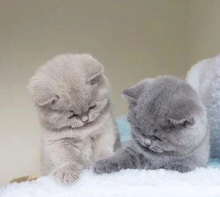 Sticker Devon's Pack. - 8