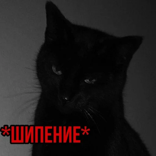 mammal animal small to medium-sized cats