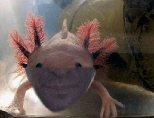 Sticker Кринж :: @fStikBot - 11