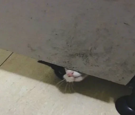 small to medium-sized cats felidae cat