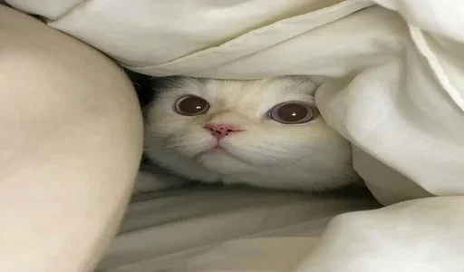 cat small to medium-sized cats domestic cat