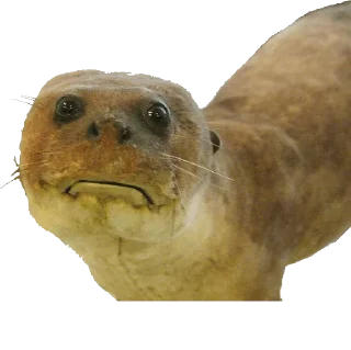 Стикер Больше стиков тут: @stikery4 - 11