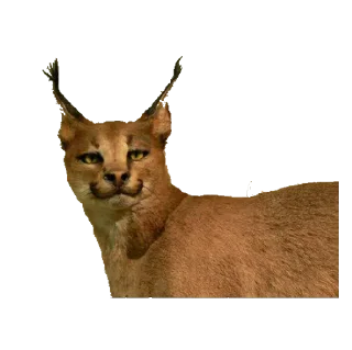 Стикер Больше стиков тут: @stikery4 - 9