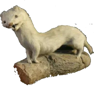 Стикер Больше стиков тут: @stikery4 - 5