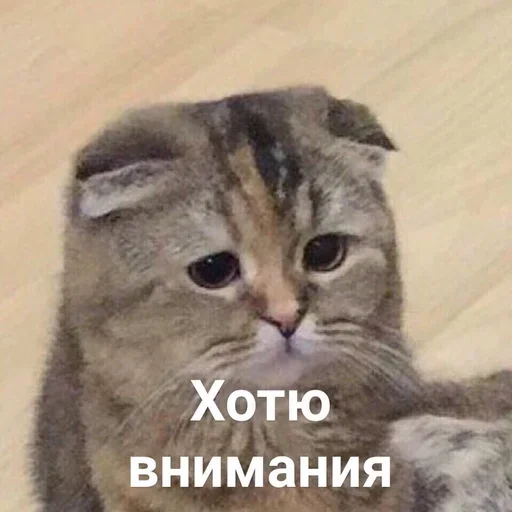 млекопитающее животное кошка