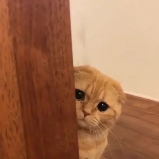 кошки малого и среднего размера кошка кошачьи