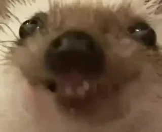 Стикер Pets☠️ - 1