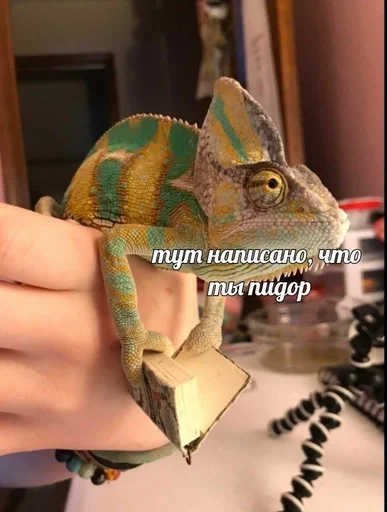 млекопитающее СМС пресмыкающееся