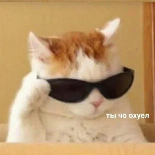 кошка кошки малого и среднего размера защитные очки