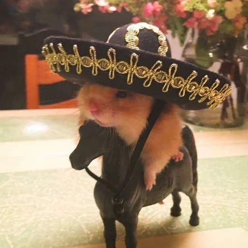 собака модный аксессуар порода собак