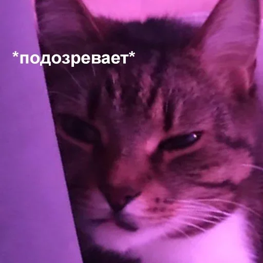 животное млекопитающее кошка