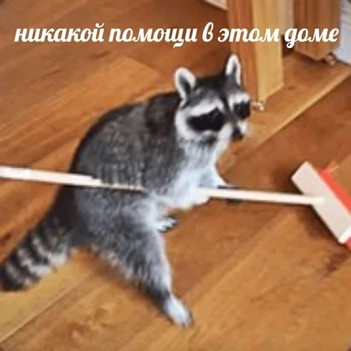 животное енот млекопитающее