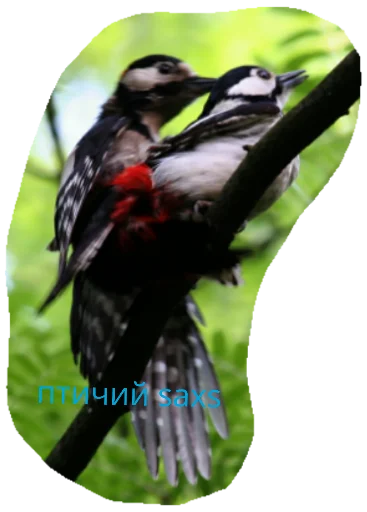 животное птица дятел