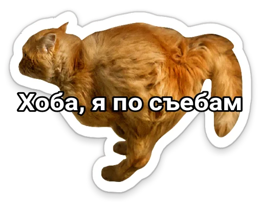 собака животное млекопитающее