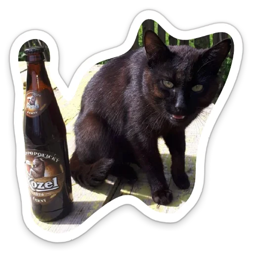 кошка животное чёрная кошка