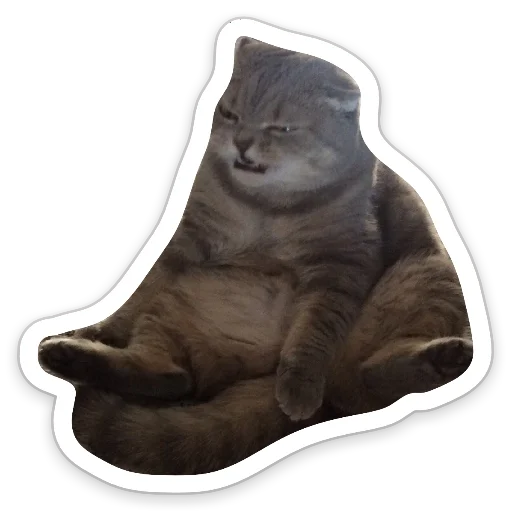 felidae animal small to medium-sized cats