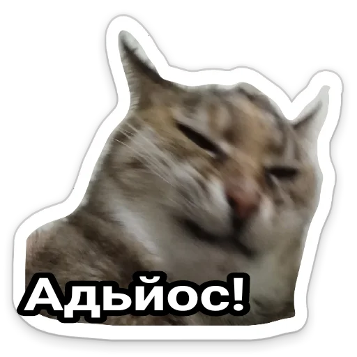 кошачьи кошка кошки малого и среднего размера