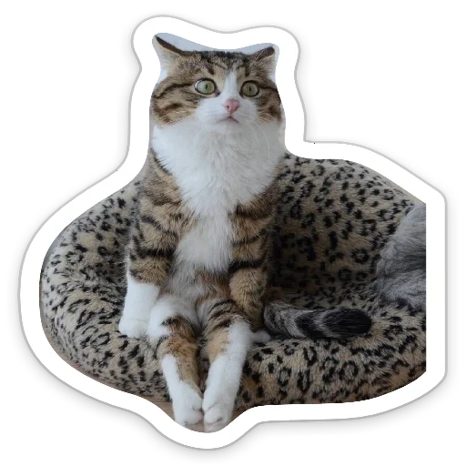 small to medium-sized cats felidae animal