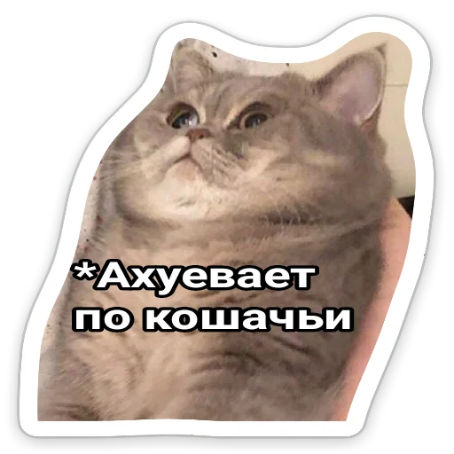 animal domestic cat cat