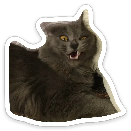 small to medium-sized cats felidae whiskers