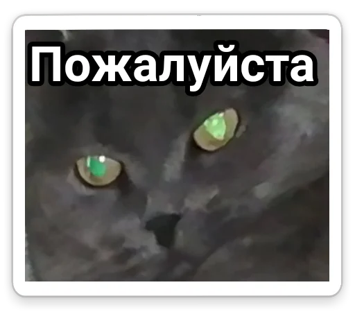 СМС животное кошка