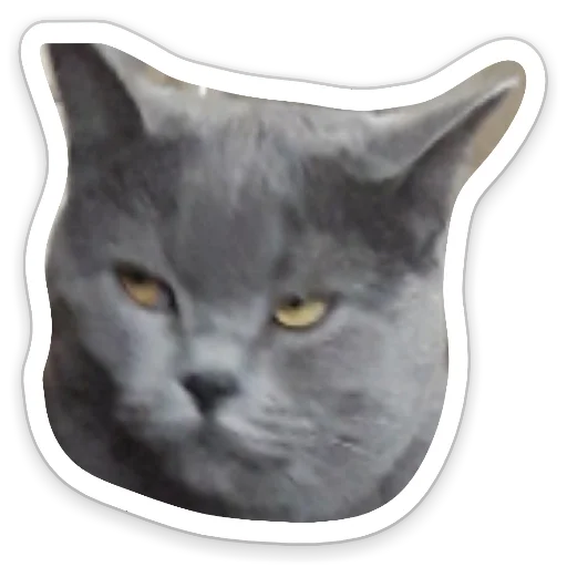 small to medium-sized cats felidae whiskers