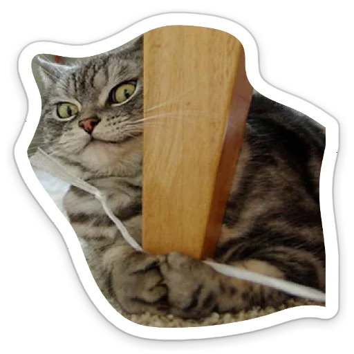 кошки малого и среднего размера кошачьи усы