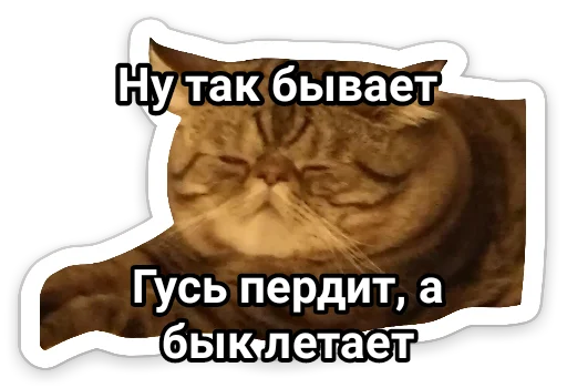 text cat small to medium-sized cats