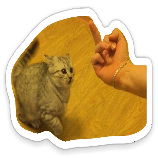 felidae small to medium-sized cats animal