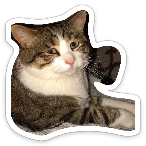 small to medium-sized cats cat animal