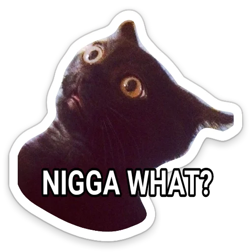 animal mammal creativity