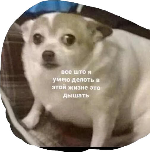 Стикер Дикпик только без дикпиков - 2